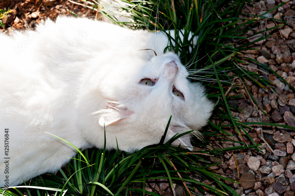 Fluffy white cat lying in the grass. Stock Photo | Adobe Stock