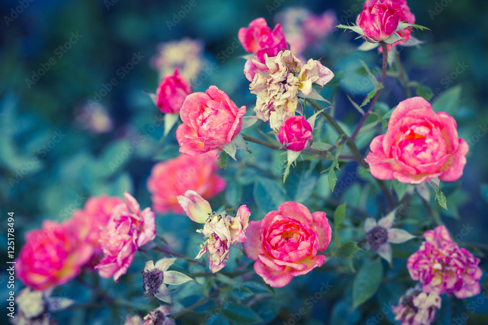 Romance rose in garden Romance rose in garden
