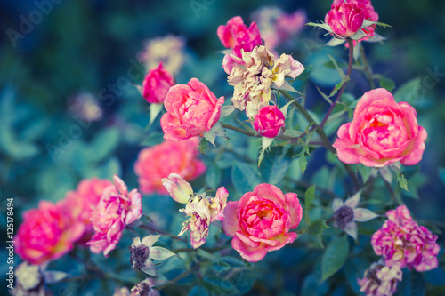 Romance rose in garden