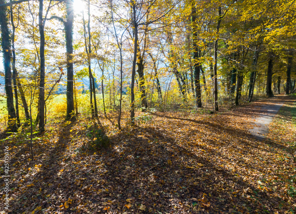 Fototapeta premium Spazierweg, Bäume und Laub im Herbst