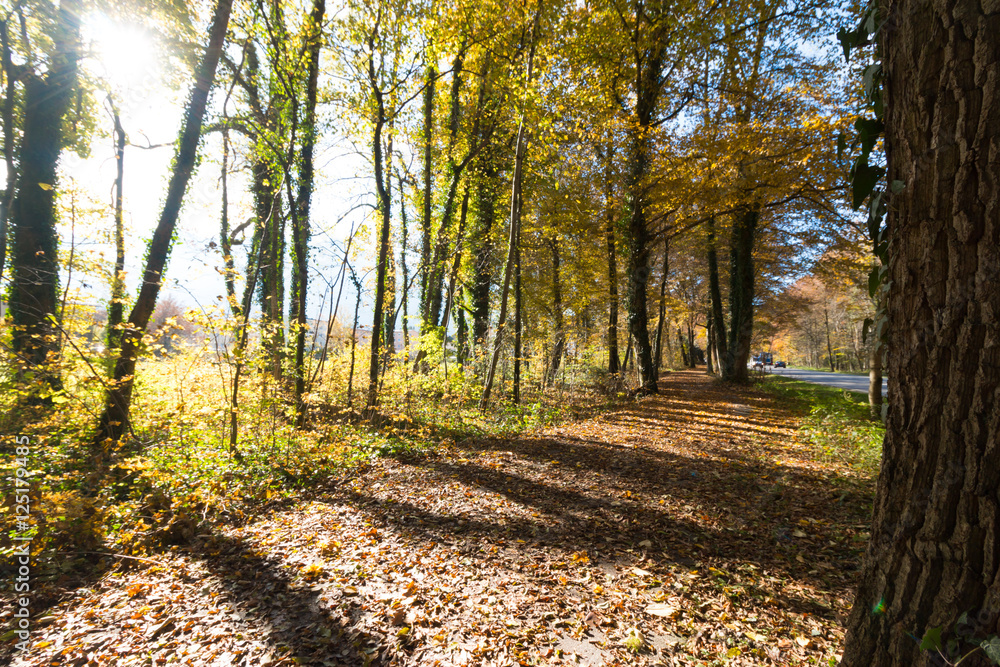 Spazierweg, Bäume und Laub im Herbst