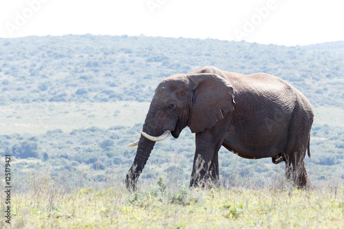 African Bush Elephant standing in the field