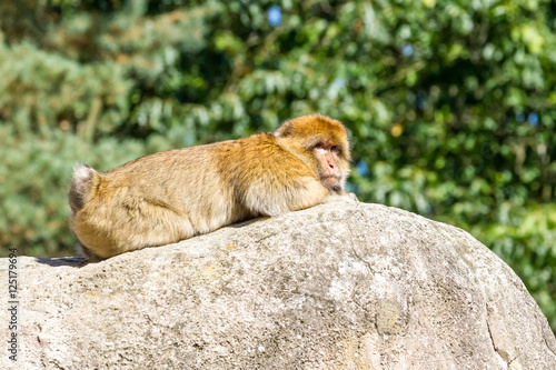 an mountain monkey