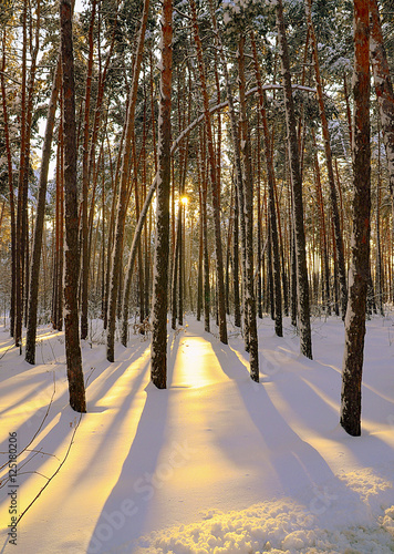 Snowy winter pine forest at sunset.Winter forest covered with snow.Winter background.