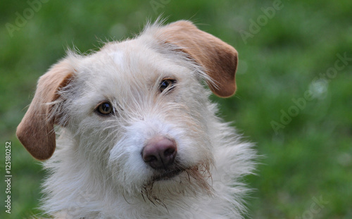 Hunde Portrait, Terrier Mischling