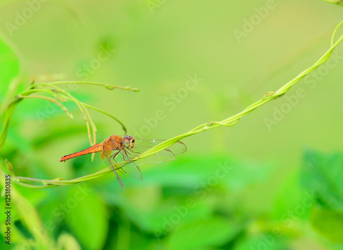 Wallpaper Mural dragonfly Torontodigital.ca