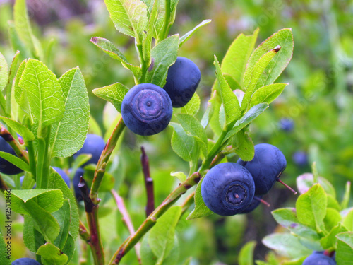 Slika na platnu Bilberry