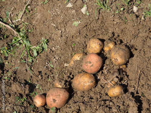 Harvesting potatoes - selective focus
