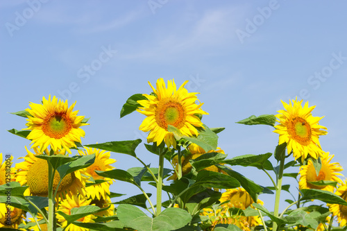 Flower sunflowers against the sky