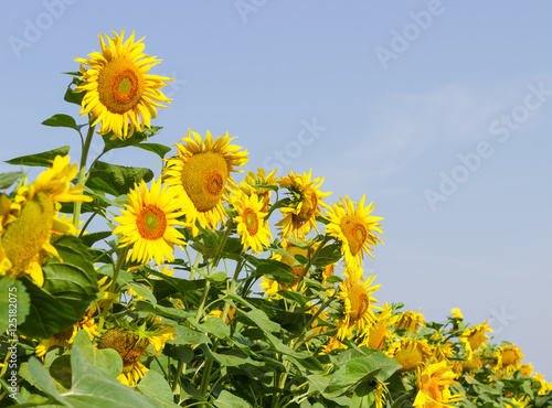 Flower sunflowers against the sky