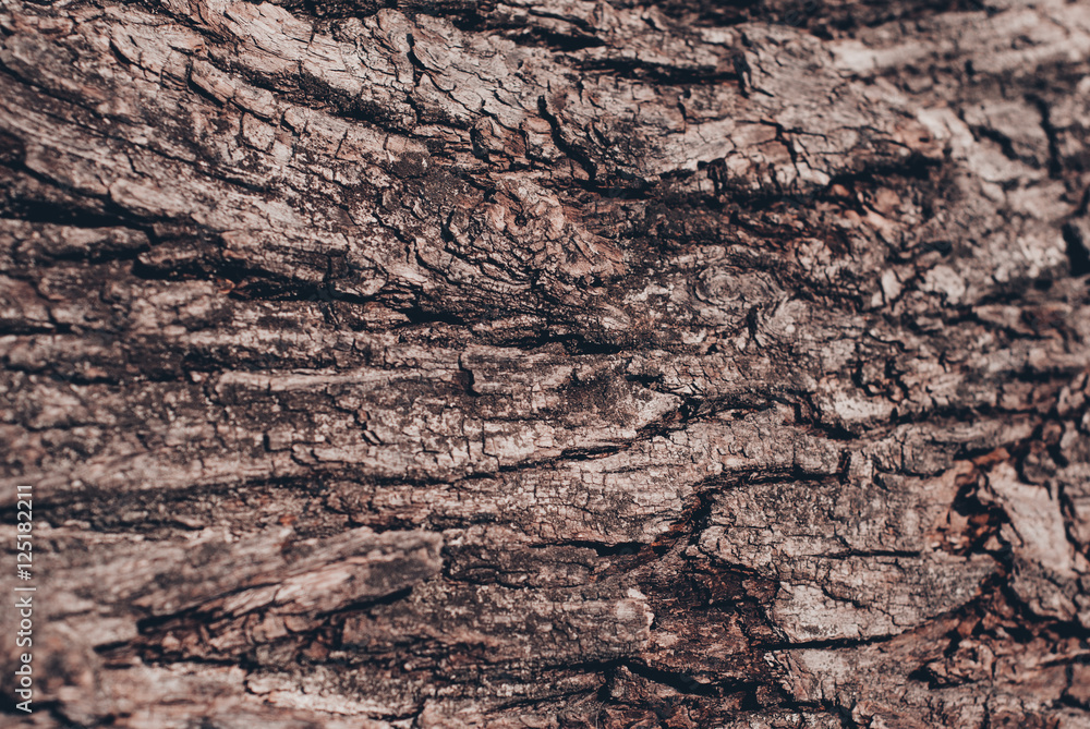 Old Wood Tree Texture Background Pattern Old Wood Tree Texture Background Pattern