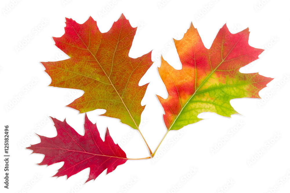 Three autumn red oak leaves on a light background Three autumn red oak leaves on a light background