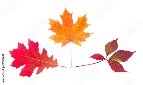 Three different autumn leaves on a light background