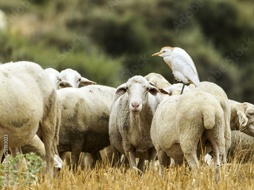 A flock of sheep with a cattle egret (Bubulcus ibis) on the back of one of them, grazing on a wheat field.
