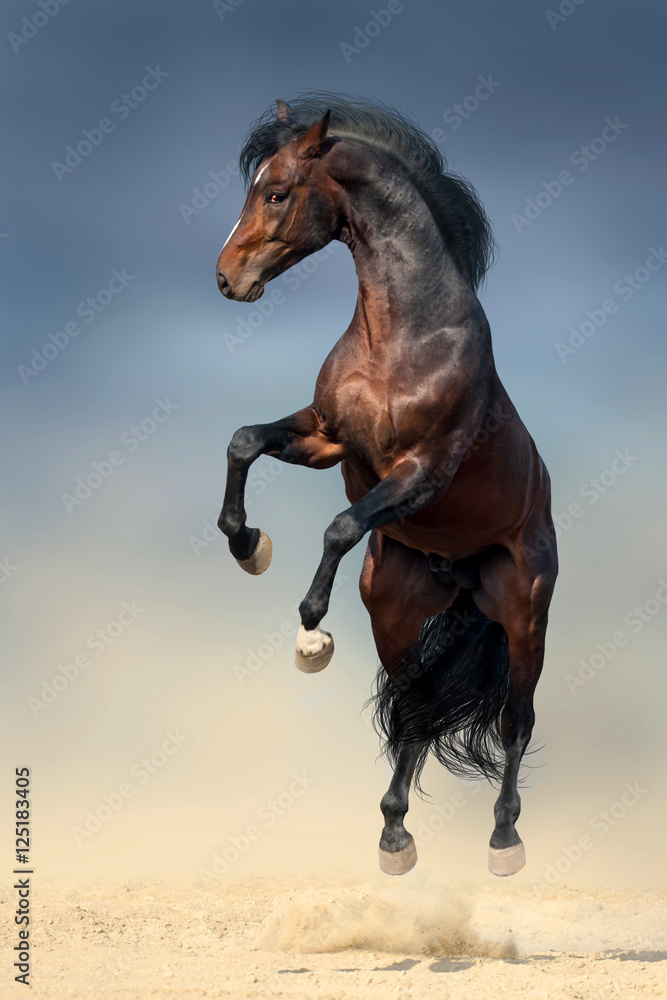 Obraz premium Beautiful stallion with long mane rearing up in desert dust against dark storm sky