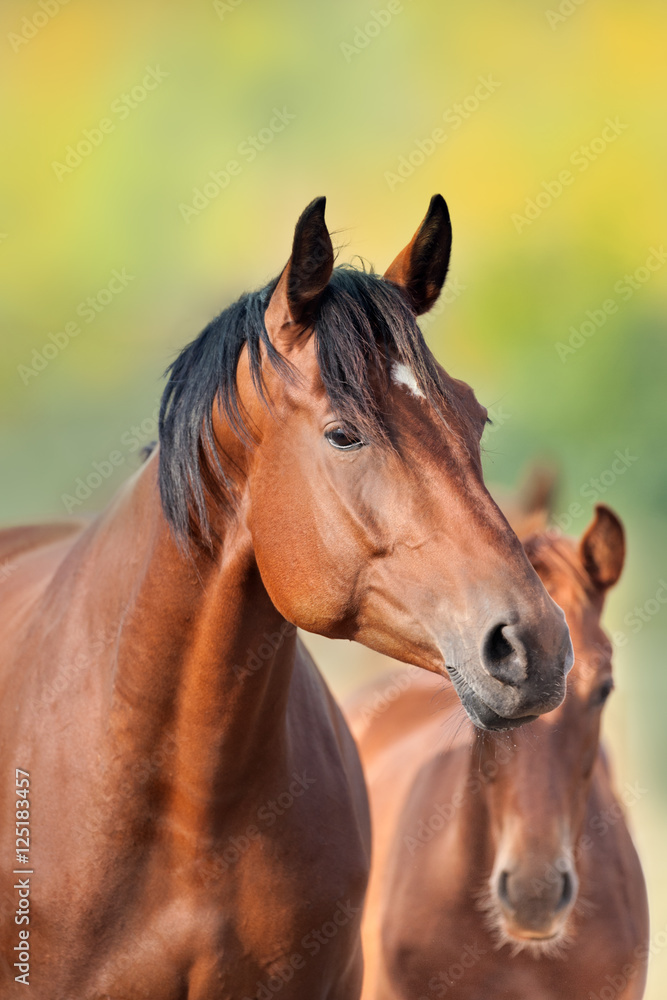 Fototapeta premium Bay mare portrait in herd against autumn forest background