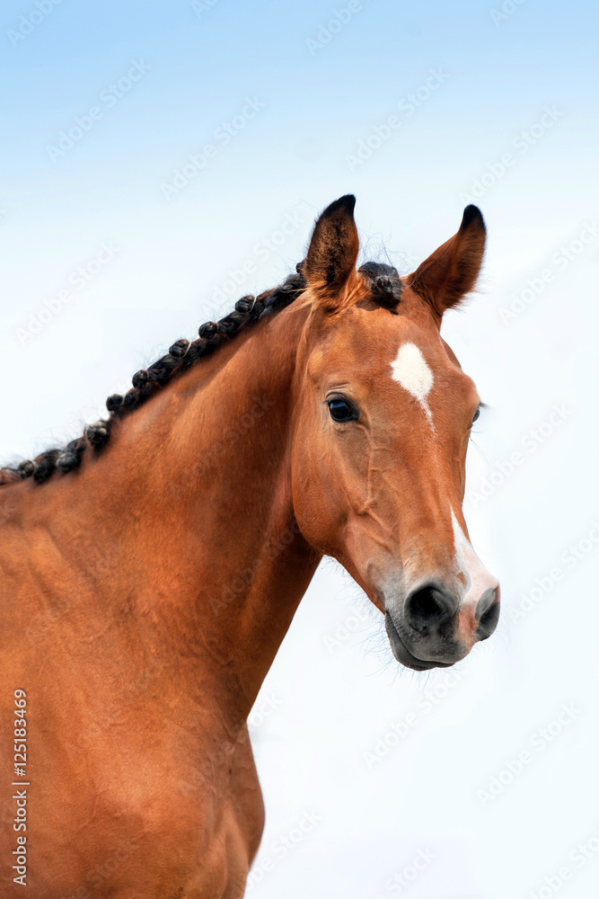 Fototapeta premium Beautiful bay horse portrait against blue sky