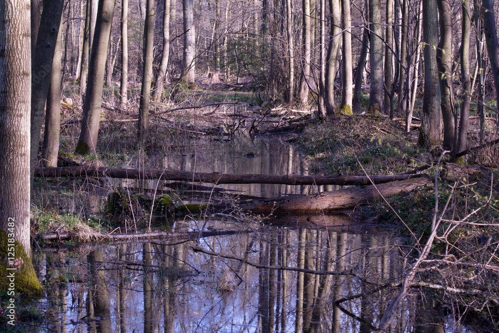 Überflutung im Frühlingswald Überflutung im Frühlingswald