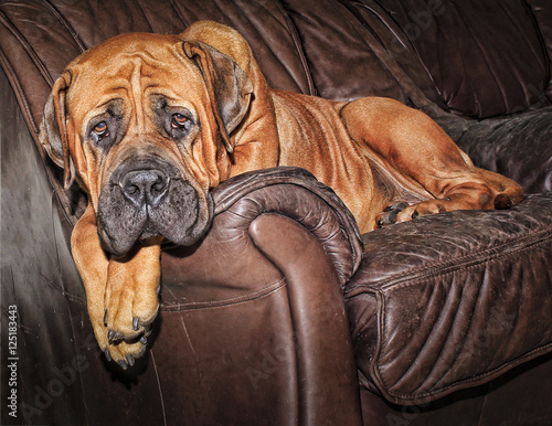 South African Boerboel