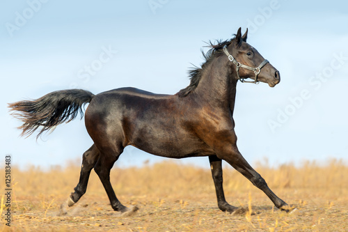 Horse run gallop on autumn pasture © kwadrat70