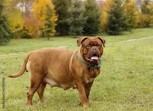 Dogue de Bordeaux - Pregnant female