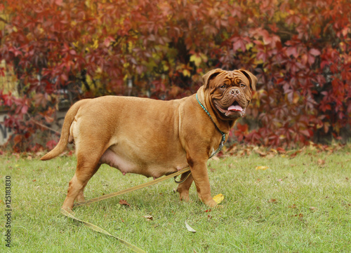 Dogue de Bordeaux - Pregnant female