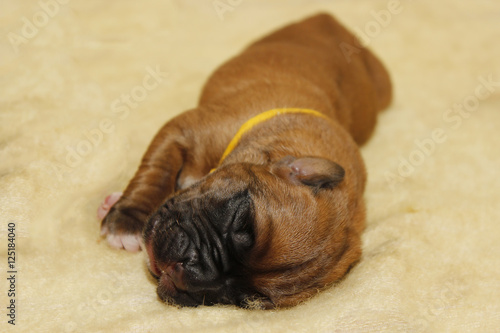 Dogue de Bordeaux one day old puppies