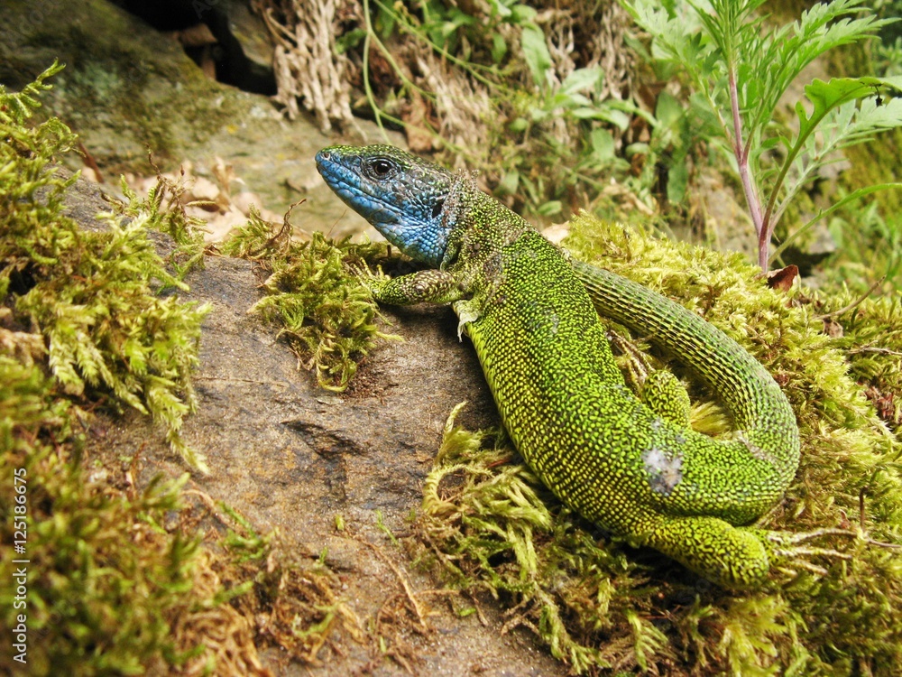 Fototapeta premium Green lizard basking on the stone