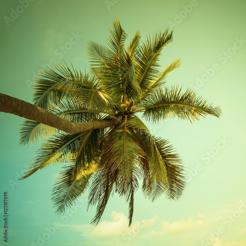 Coconut palm tree on beach with vintage toned.