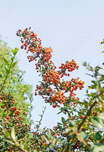 Pyracantha coccinea, the scarlet firethorn shrub, red orange berry photo