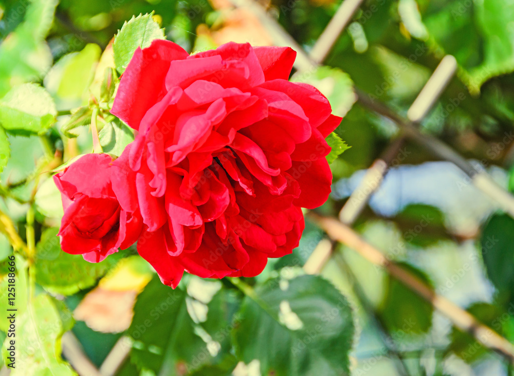 Red rose flower, natural green bokeh background