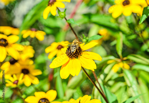 Bee sitting on Rudbeckia triloba yellow flower, browneyed Susan, © Negoi Cristian