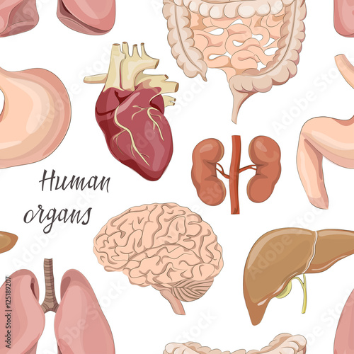 Different human organs set pattern