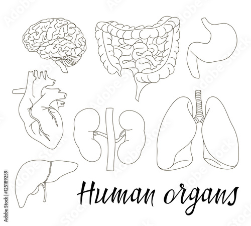 Different human organs set