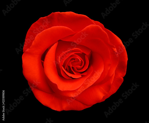 Beautiful rose bud on black background