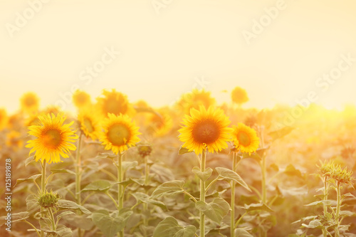 Fototapeta Naklejka Na Ścianę i Meble -  Beautiful sunflower field in morning