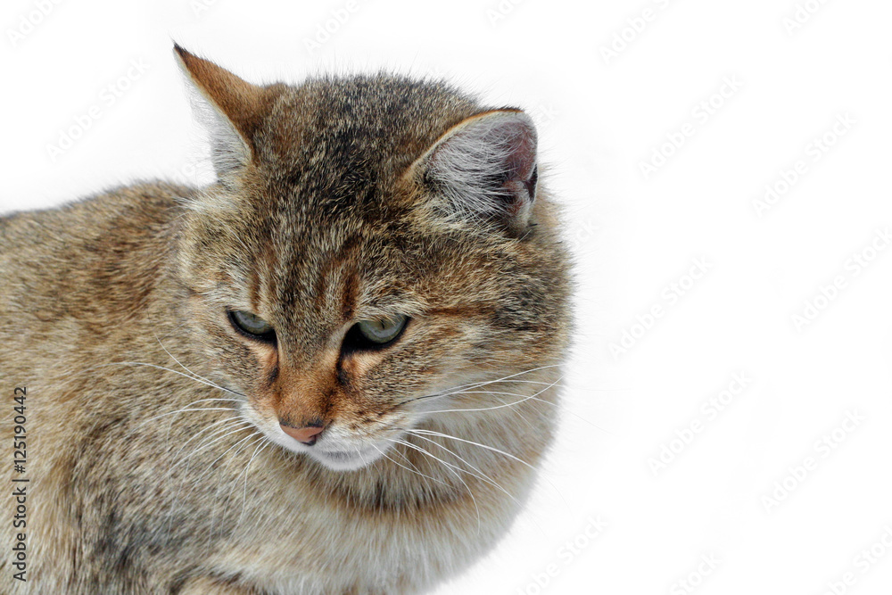 Muzzle of a cat on a white background. Tiger wild cat in the snow. Beautiful animals with us. Muzzle of a cat on a white background. Tiger wild cat in the snow. Beautiful animals with us.
