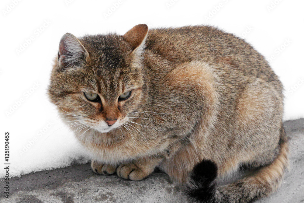 Cat in winter snow. Prints wet paws kitties. Tiger wild cat in the snow. Beautiful animals with us.