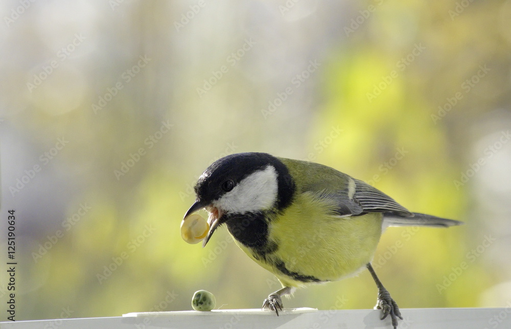 Obraz premium Great tit near the feeders. Parus major. 