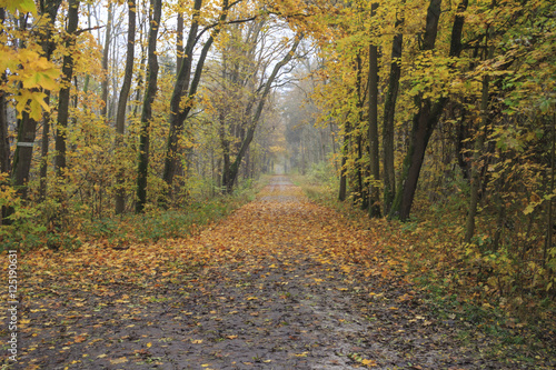 Waldweg mit Herbstlaub © were