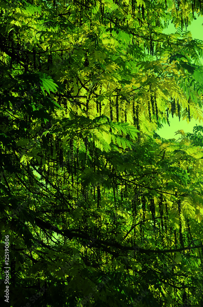 Obraz premium Green leaves background