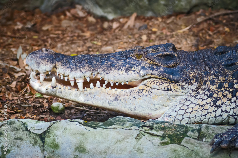 Obraz premium Crocodile