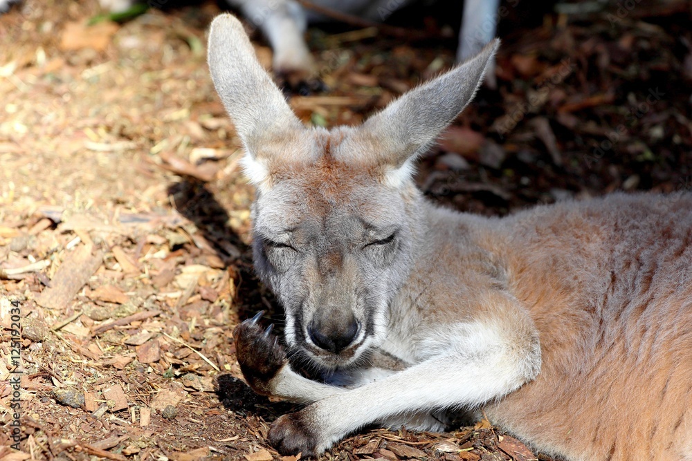 Kangourou qui fait une sieste, Sydney, Australie Kangourou qui fait une sieste, Sydney, Australie