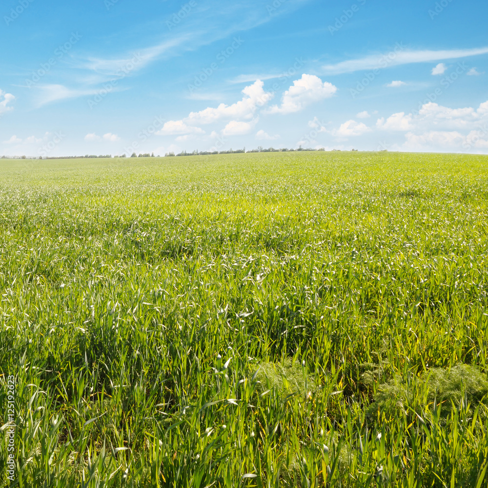 spring meadow and blue sky spring meadow and blue sky