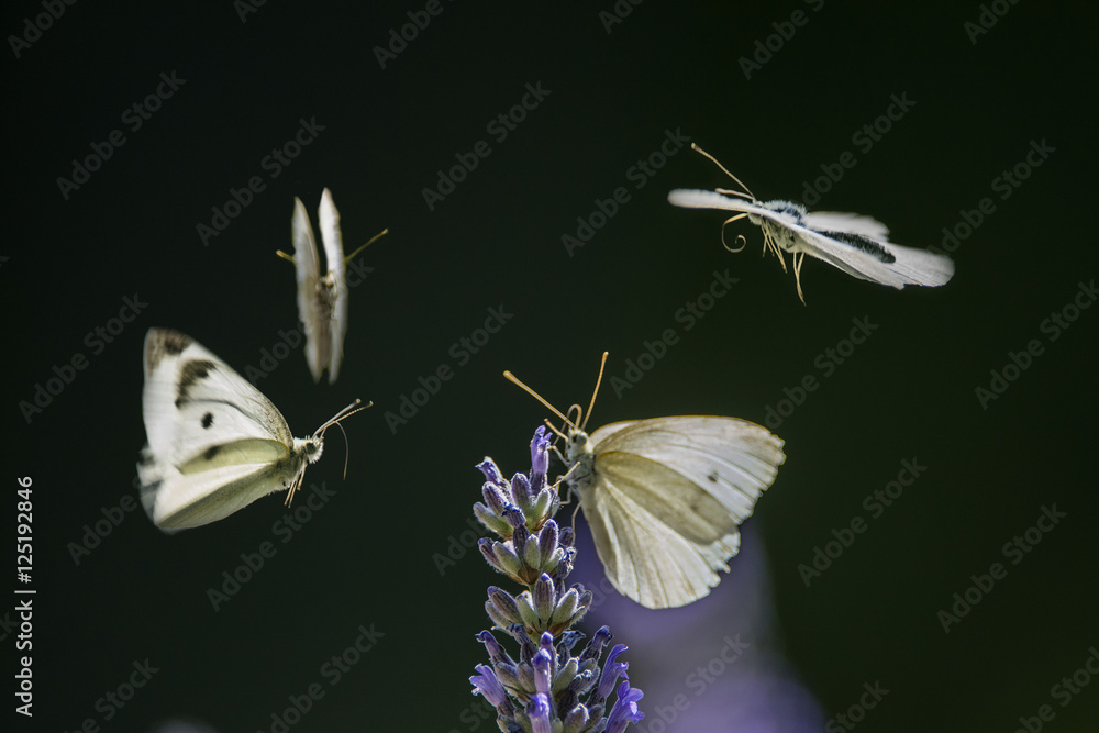 farfalla