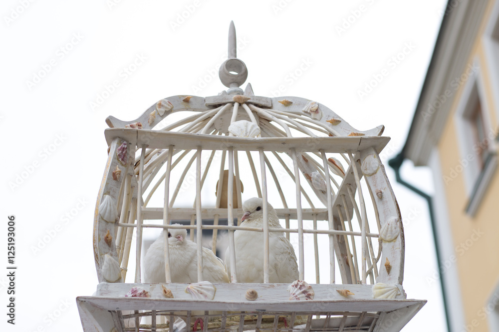 A pair of white pigeons in a cage waiting for a flight after the wedding