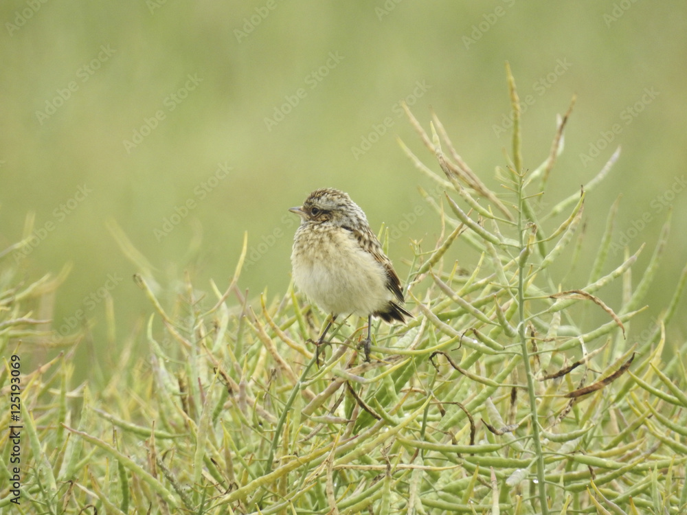 Fototapeta premium Vogel