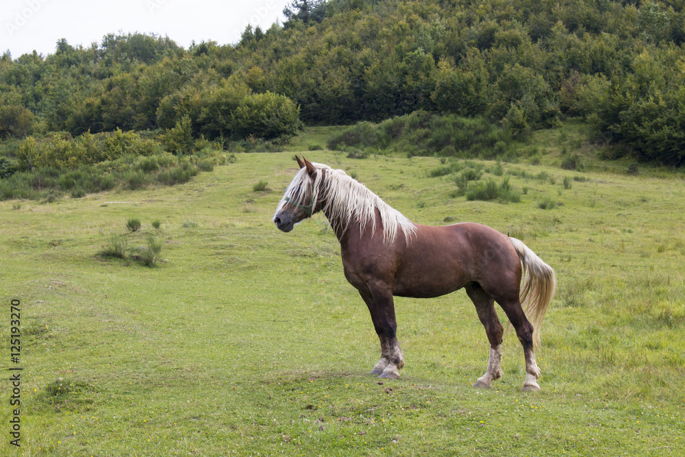 Lonely horse is standing on the meadow on a background of mountains Lonely horse is standing on the meadow on a background of mountains