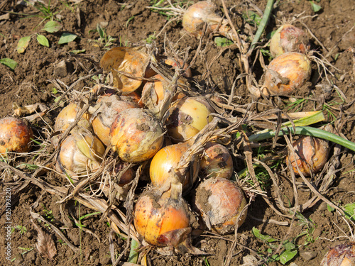 Harvest of organic onion on the ground.