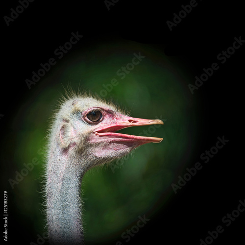 Ostrich photo